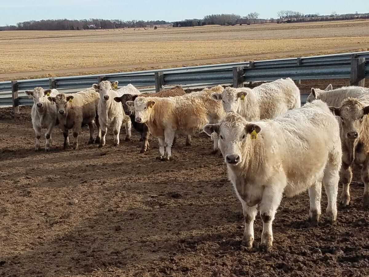 FL Charolais Steers